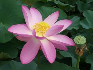 Oga Lotus flower | Xperience Japan | Japan Tour Guide