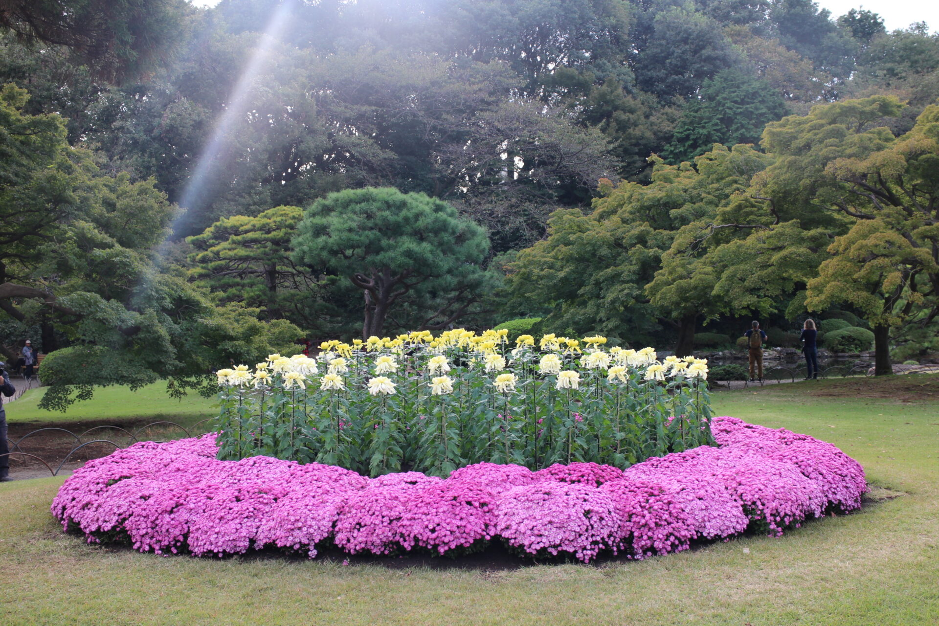 Chrysanthemum exhibition, Shinjuku Gyoen Xperience Japan Japan Tour