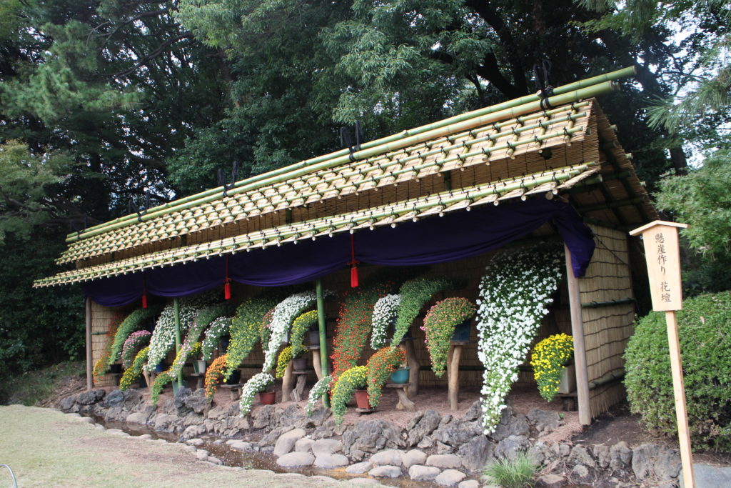 Chrysanthemum exhibition, Shinjuku Gyoen | Xperience Japan | Japan Tour  Guide