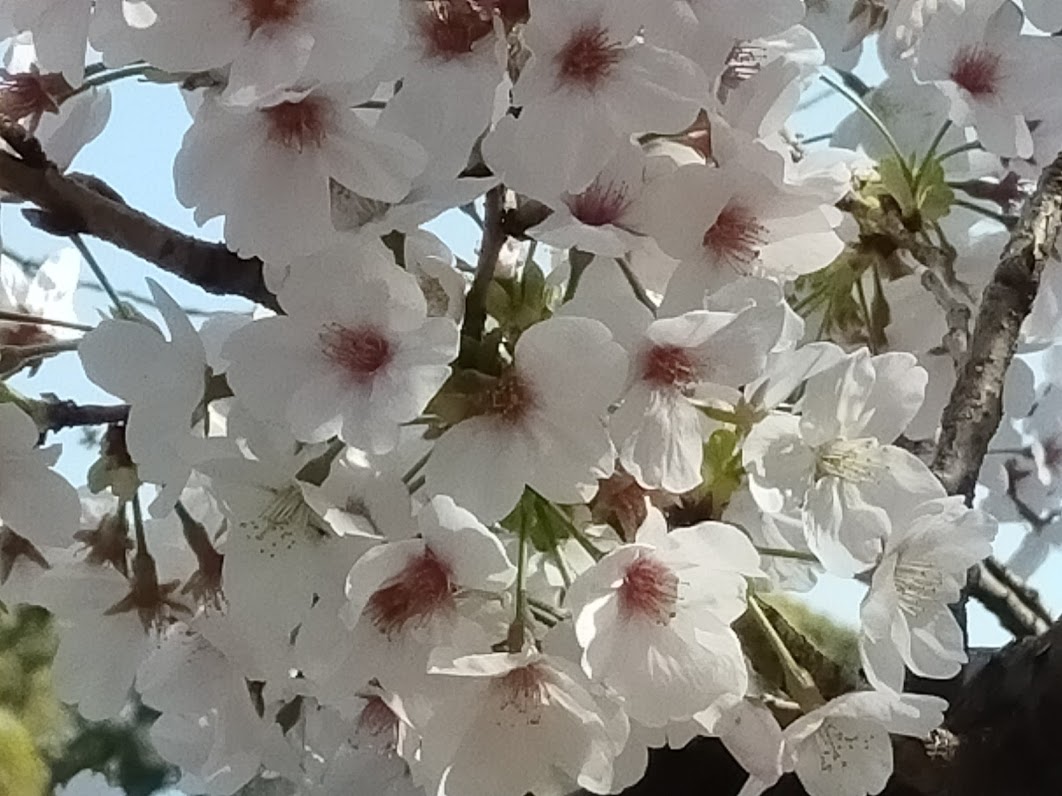 the-significances-of-japan-s-cherry-blossoms-part-five