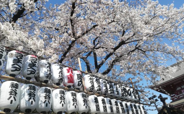 cherry blossom, sensoji