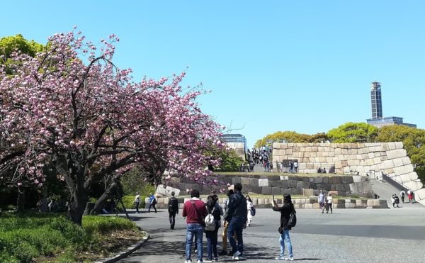 imperial palace cherry blossom