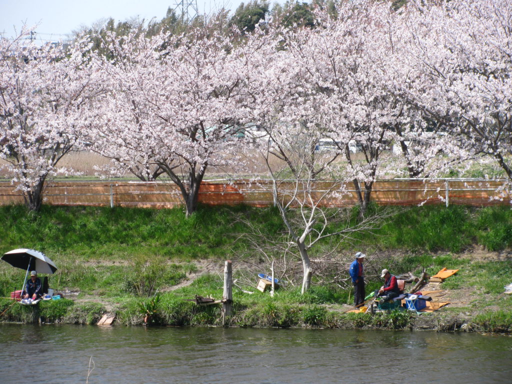 cherry blossom at river 