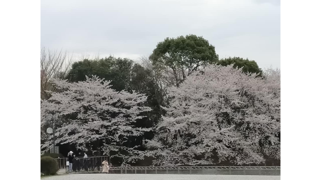 Cherry blossom Kashiwa no ha park