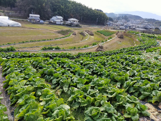 Asuka VIllage