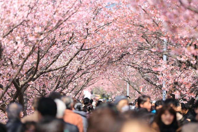 Tokyo Spring Daytime (Cherry Blossom) Food Tour